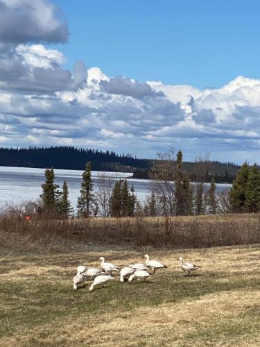 a group of white birds walking in a field at Tolsona Lake Lodge in Glennallen