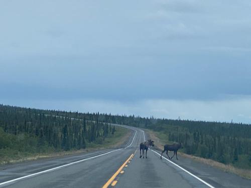 two animals walking down a road at Tolsona Lake Lodge in Glennallen