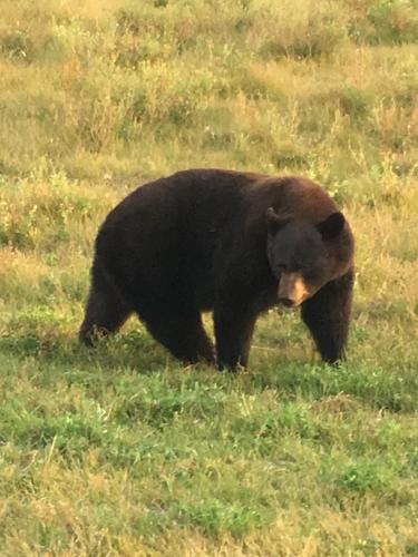 a black bear standing in a field of grass at Tolsona Lake Lodge in Glennallen