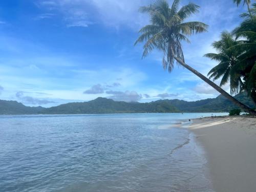 a beach with a palm tree and the ocean at ROYAL Tapo-Tapo in Patio