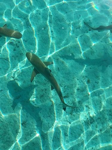 a group of dolphins swimming in the water at ROYAL Tapo-Tapo in Patio
