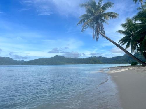 a beach with a palm tree and the ocean w obiekcie Royal Authenticité w mieście Patio