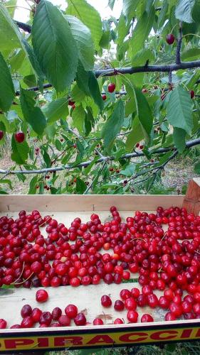 a box full of cherries sitting next to a tree at Bed and Breakfast Ballallaluna in Maiolo