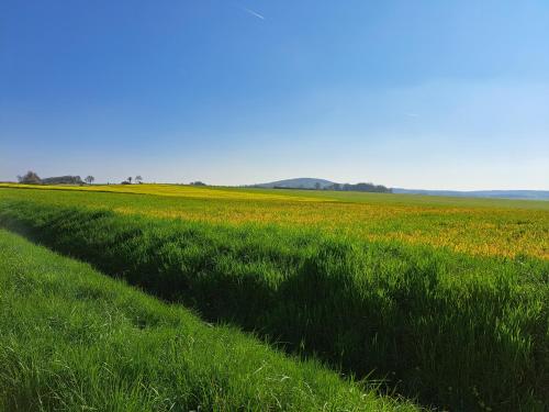 a field with green grass and yellow flowers at Gite une belle Histoire in Voisey