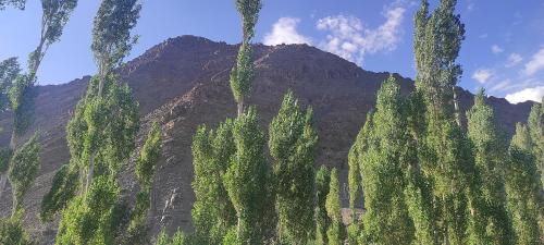 Gallery image of Norbooling HomeStay, Leh Ladakh in Leh