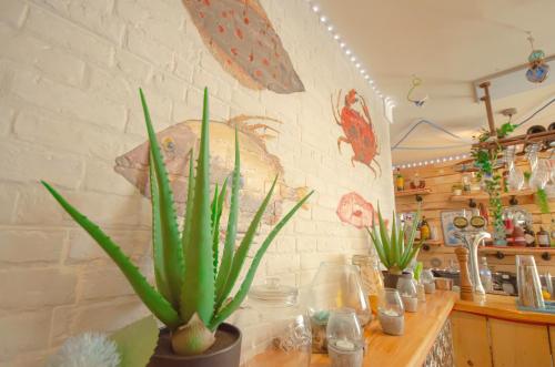 a plant sitting on a counter in a kitchen at Molesworth Arms in Wadebridge