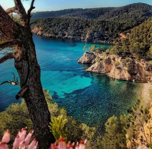 une vue sur une étendue d'eau avec un arbre dans l'établissement Logement vue mer splendide - situé à 50 mètres du bord de mer et 2 minutes des plages - Bandolina, à Bandol