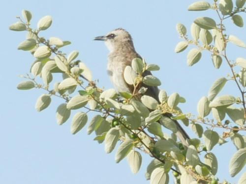 a bird perched on top of a tree branch at Palm Springs Bali Dive Resort in Tulamben