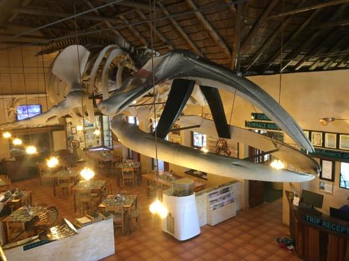 an airplane hanging from the ceiling of a restaurant at Casa Balena - Gansbaai seafront accommodation, back-up power in Gansbaai