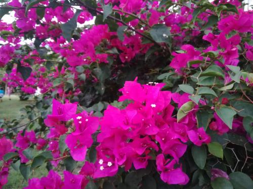 a bunch of pink flowers in a bush at Happy Residence - Orient Beach 09 in Cul de Sac