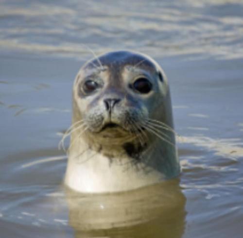 a seal is swimming in the water at Ballumerhoeve Tree Lodge in Ballum