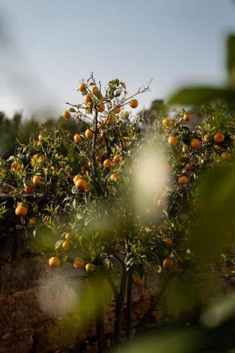 a tree with lots of oranges on it at Masseria Auraterrae in Polignano a Mare