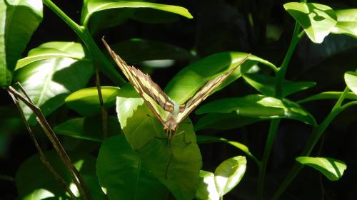 a brown butterfly sitting on a green plant at Hotel Finca Recreacional La Fortaleza 