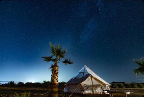 a tent under a palm tree under a night sky at The Castle House Estate in Joshua Tree
