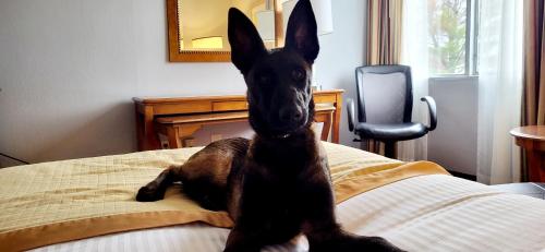a black dog sitting on top of a bed at Bangor Grande Hotel in Bangor