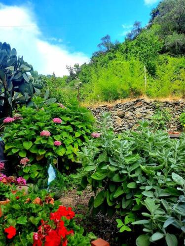 a garden with pink and red flowers on a hill at Il limoneto dei Cinque Sensi,apartment with garden in Vernazza