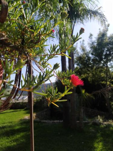 a red flower on a tree in a yard at Giardino di Circe in Agrigento