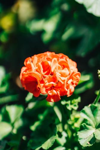 an orange flower in front of green leaves at Mansion Alcazar in Cuenca