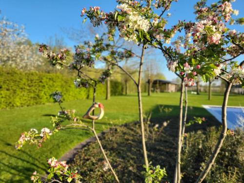 a garden with a tree with pink flowers on it at WanT Logies: Ruime loft in Damme