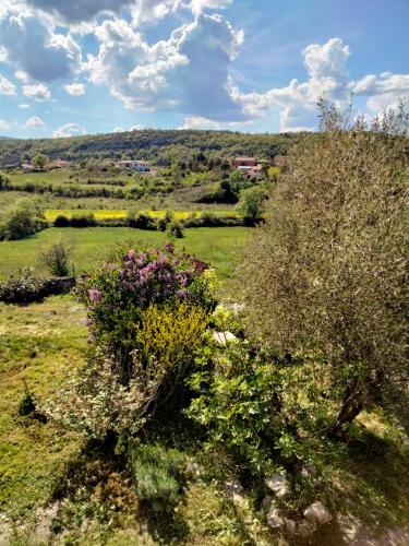 a field with bushes and flowers in a field at La Grange de Sabatas in Chomérac