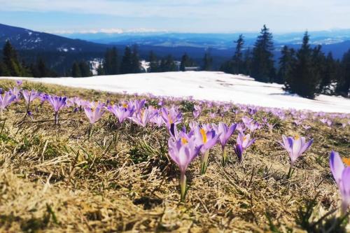 a group of purple flowers on a mountain at Beskidzka Stodoła przy szlaku z pięknym widokiem in Złatna