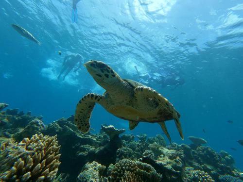 a green turtle swimming over a coral reef at Athens View Hotel in Guraidhoo