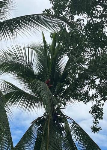 a palm tree with the sky in the background at Casa Ara Macao in Paquera