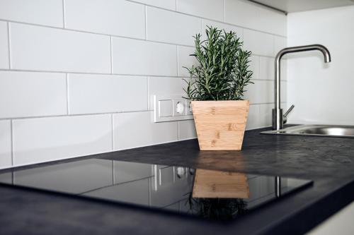 a potted plant sitting on a counter in a kitchen at Šventoji Elija in Palanga