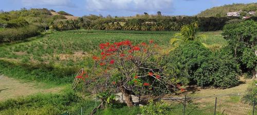 un árbol con flores rojas en un campo en DISTILLERIE, en Tartane