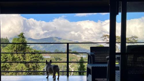 a black dog standing in front of a window at Risco de Hugo in Boquete