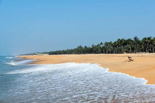 a sandy beach with a group of trees and the ocean at Nayan's Paradise in Kottanitivu