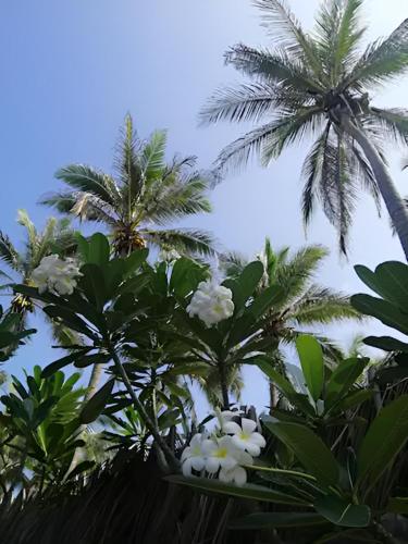 a group of palm trees and white flowers at Nayan's Paradise in Kottanitivu