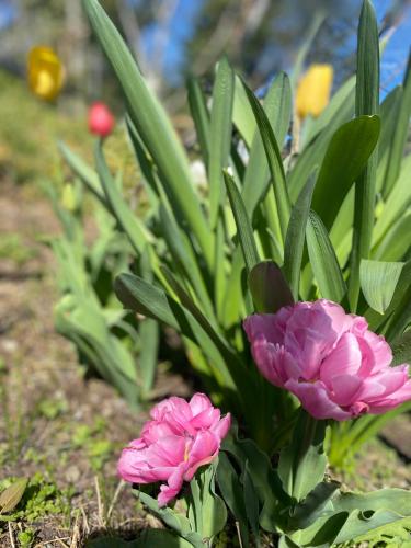 two pink flowers are growing in a garden at Garni San Paolo in Appiano sulla Strada del Vino