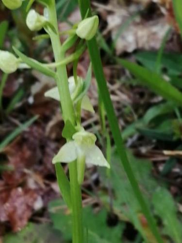 a green plant with white flowers on the ground at Gite Truffière de La Garrigue, Cubjac, Dordogne in Cubjac-Auvézère-Val d'Ans