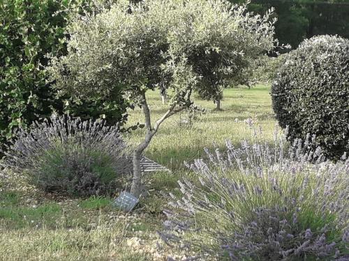 a tree in the middle of a field at Gite Truffière de La Garrigue, Cubjac, Dordogne in Cubjac-Auvézère-Val d'Ans