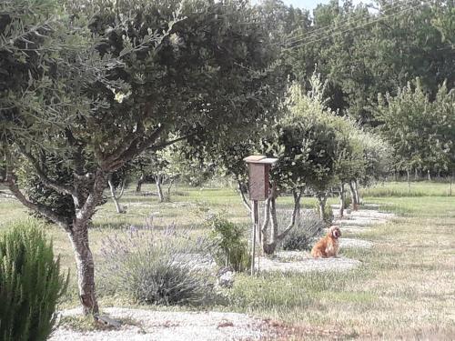 a dog sitting in the grass next to a bird house at Gite Truffière de La Garrigue, Cubjac, Dordogne in Cubjac-Auvézère-Val d'Ans