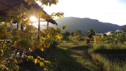 a view of a vineyard with the sun shining at คูณ-เนื่อง ฟาร์ม สเตย์ หัวหิน Koon & Nueang Farm Stay Hua Hin in Ban Bo Fai