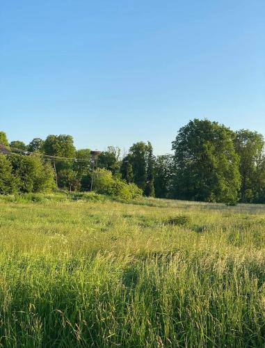 a field of tall grass with trees in the background at Gospoda Pazibroda in Maków Mazowiecki