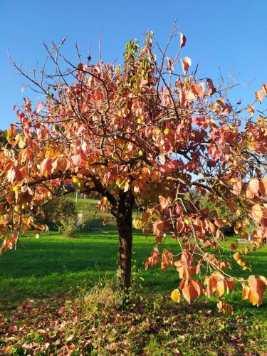 a tree with autumn leaves on it in a field at Loggia in Vobarno