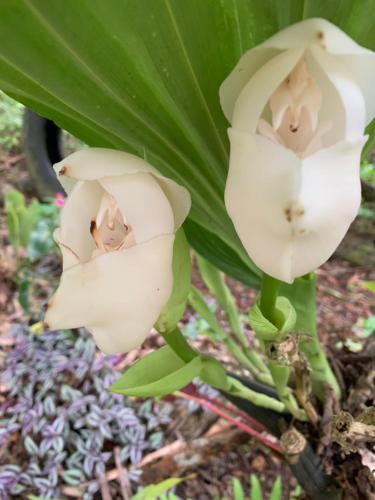 two white flowers on a green plant at QUINTA VACACIONAL DIEGO ALFONSO, MY house in Macas in Macas