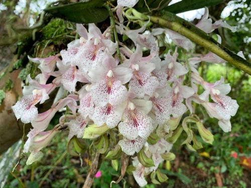 a cluster of white and pink flowers on a tree at QUINTA VACACIONAL DIEGO ALFONSO, MY house in Macas in Macas