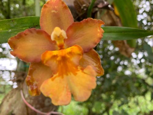 a close up of a yellow flower on a tree at QUINTA VACACIONAL DIEGO ALFONSO, MY house in Macas in Macas