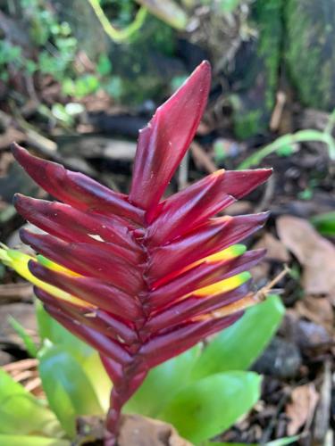 a red flower with yellow and red segments at QUINTA VACACIONAL DIEGO ALFONSO, MY house in Macas in Macas