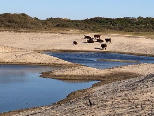 a group of cows standing on the sand near water at Slapen bie Wisse in Kamperland