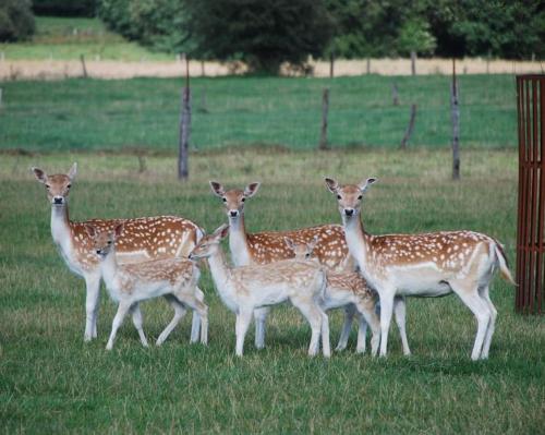 a group of giraffes standing in a field at Anima'Sphair Bulle près des animaux in Bras-Haut
