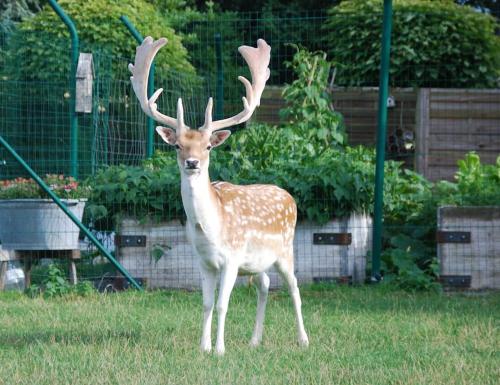 a deer with antlers standing in the grass at Anima'Sphair Bulle près des animaux in Bras-Haut