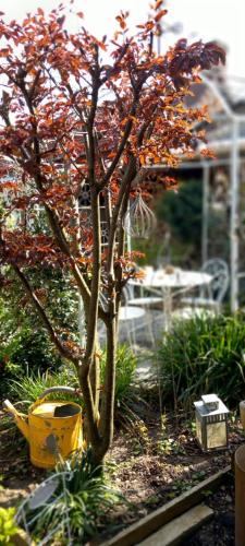 a small tree with red leaves in a garden at GITE Le Relais de la Baie in Millencourt-en-Ponthieu