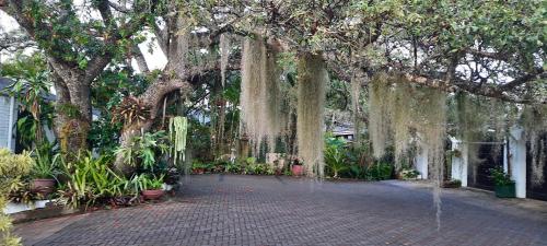 a garden with a large tree with hanging plants at St. Lucia Wetlands Guest House in St Lucia