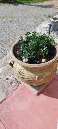 a plant in a pot on the side of a street at Skalameri in Kozljak