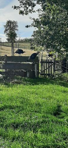 two birds sitting on a fence in a field at Sheepinn hoekje in Tielt